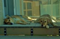 Rosa and Molly