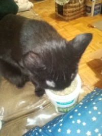 Raven eating catnip right out of the jar!