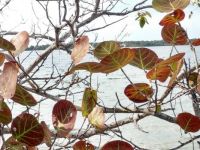 sea grapes, DeSoto Park