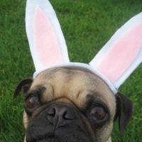 CUTE DOGGY SAYS..."HAPPY EASTER JIGIDI PEEPS...