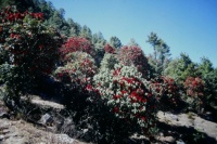 Rhododendron Forest, Nepal