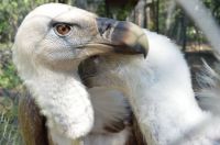 buzzards