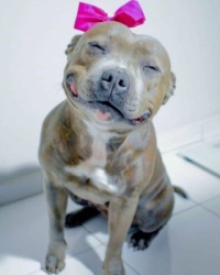 Beautiful Dog ,10-4-2023