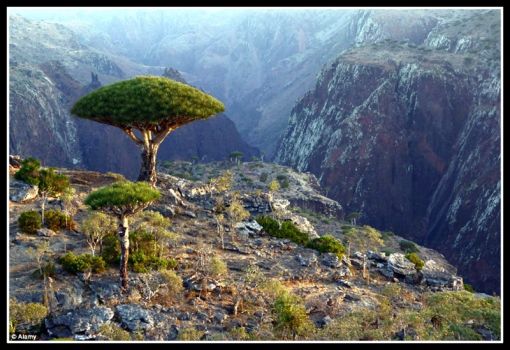 The exotic 'lost world' island of Socotra, a Territory of Yemen