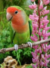 Parrot