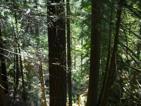 Forest near Whistler BC