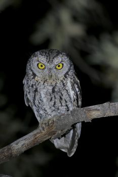 Whiskered Screech-Owl by Greg Lavaty