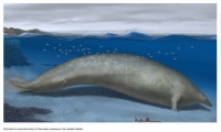 Perucetus: Newly Dicovered Whale Believed To Be Heaviest Ever Animal.