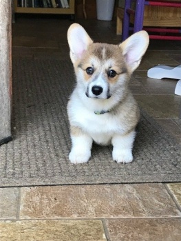 Dog 89 Corgi Jigsaw Puzzle