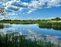 Ham Wall Nature Reserve