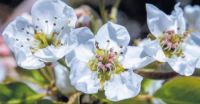 Apple blossoms at Oak Glen