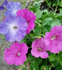 Pink and purple or  periwinkle petunias