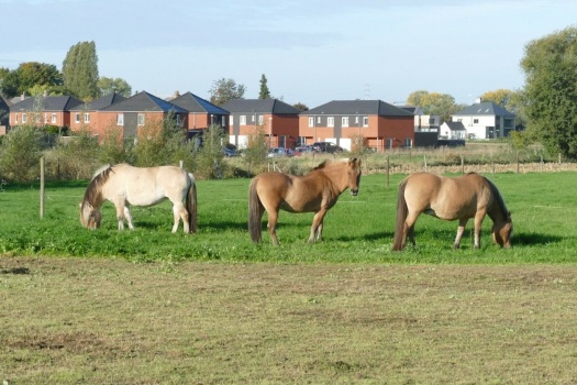 Solve paarden jigsaw puzzle online with 117 pieces