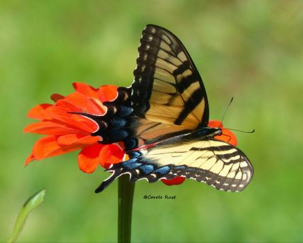 Swallow Tail Butterfly on Zinna