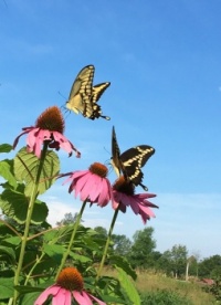 Swallowtail Butterflies in the garden this morning