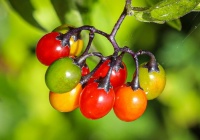 "BERRY GOOD"