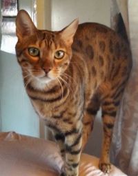 my Bengal Kitty