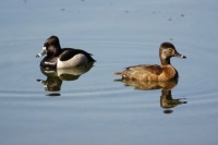Ducks at Lost Lake