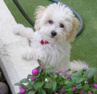 bichon