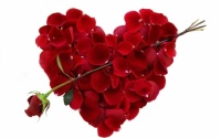 valentine-roses