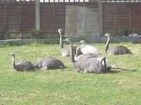 Rheas 7 on front sittting  and waitng for Tea