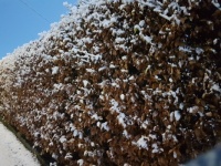 Snow on Oak