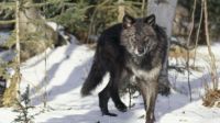 Wolf In Snowy Woods