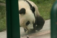 panda  zoo vienna