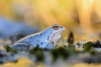 Moor frog