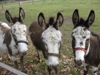 Donkeys 4