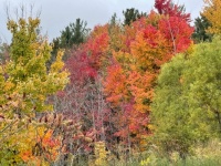 Fall color near little Black Lake