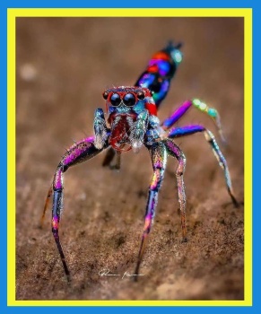 Solve Chrysilla Volupe rainbow jumping spider from India. jigsaw puzzle ...