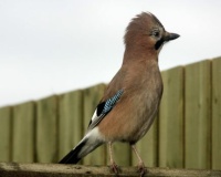 jimmy the Jay