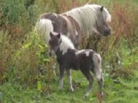 falabella-Mare and Foal