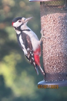 Male Greater Spotted Woodpecker enjoying the sunflower seed from the feeder