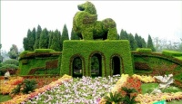 Chinese topiary 2