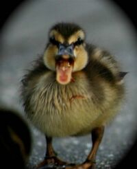 Quacking duckling