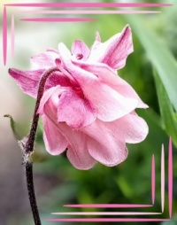 💗 Time for Aquilegia 💗