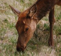 Cow elk in Rocky Mountain National Park