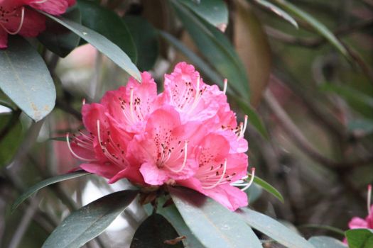 182_8977  rhododendron