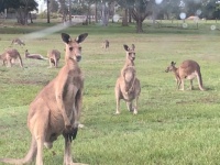 Kangaroos in Maryborough, Australia