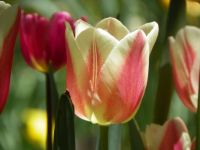 Jane's tulips 02