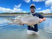 lance-brown trout