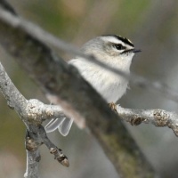 This bird lives in Central Park,  New York City,  NY,  USA
