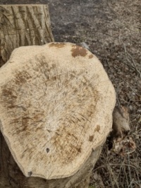 Difficult to see how old this tree was.