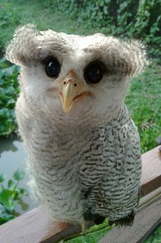 Baby of Barred Eagle Owl or Malay Eagle Owl (Bubo sumatranus)