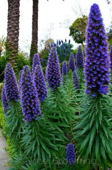 Pride of Madeira plants