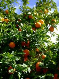 Moroccan oranges