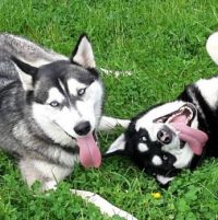 huskies