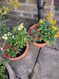 Wall flowers.